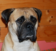 Maisa 12.2010